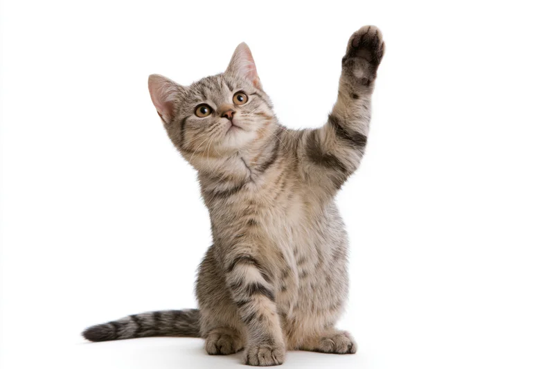 Young tabby kitten sitting upright with one front paw raised against white background