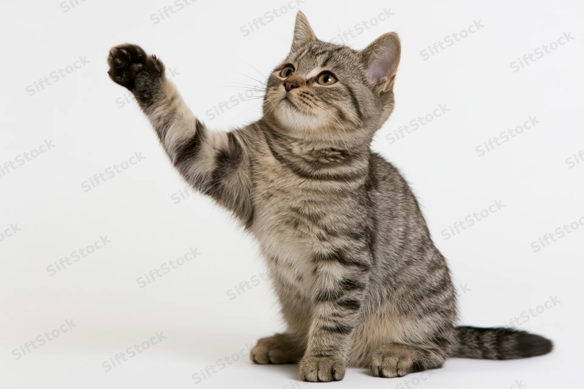 Young tabby cat sitting upright with one front paw raised against white background