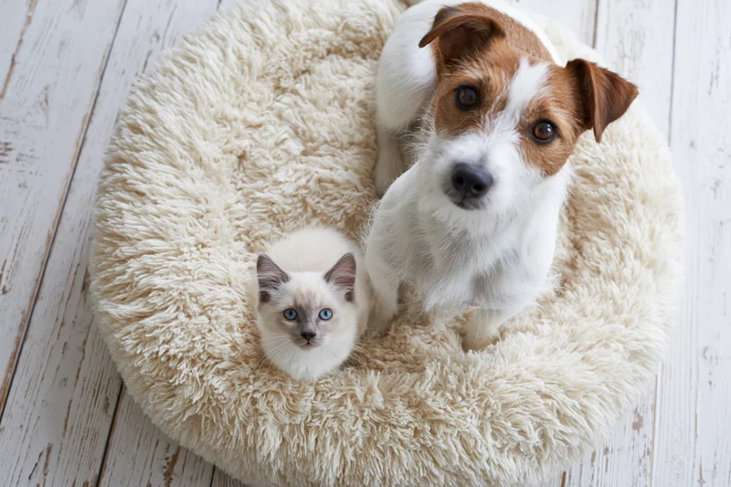 Jack russell terrier and ragdoll kitten sitting together on a fluffy pet bed indoors