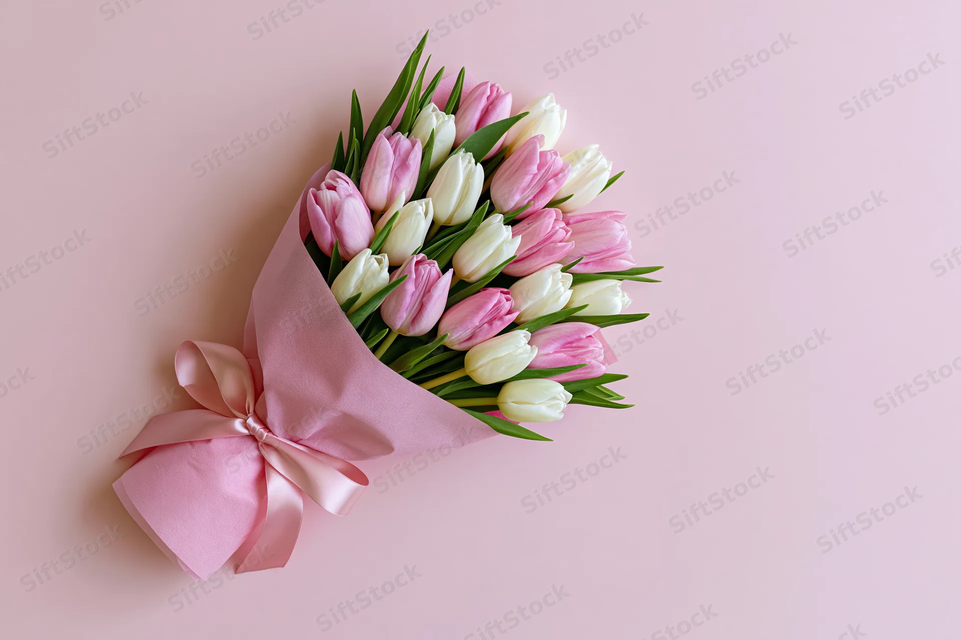 Bouquet of pink and white tulips wrapped in soft pink tissue paper with ribbon on pink background
