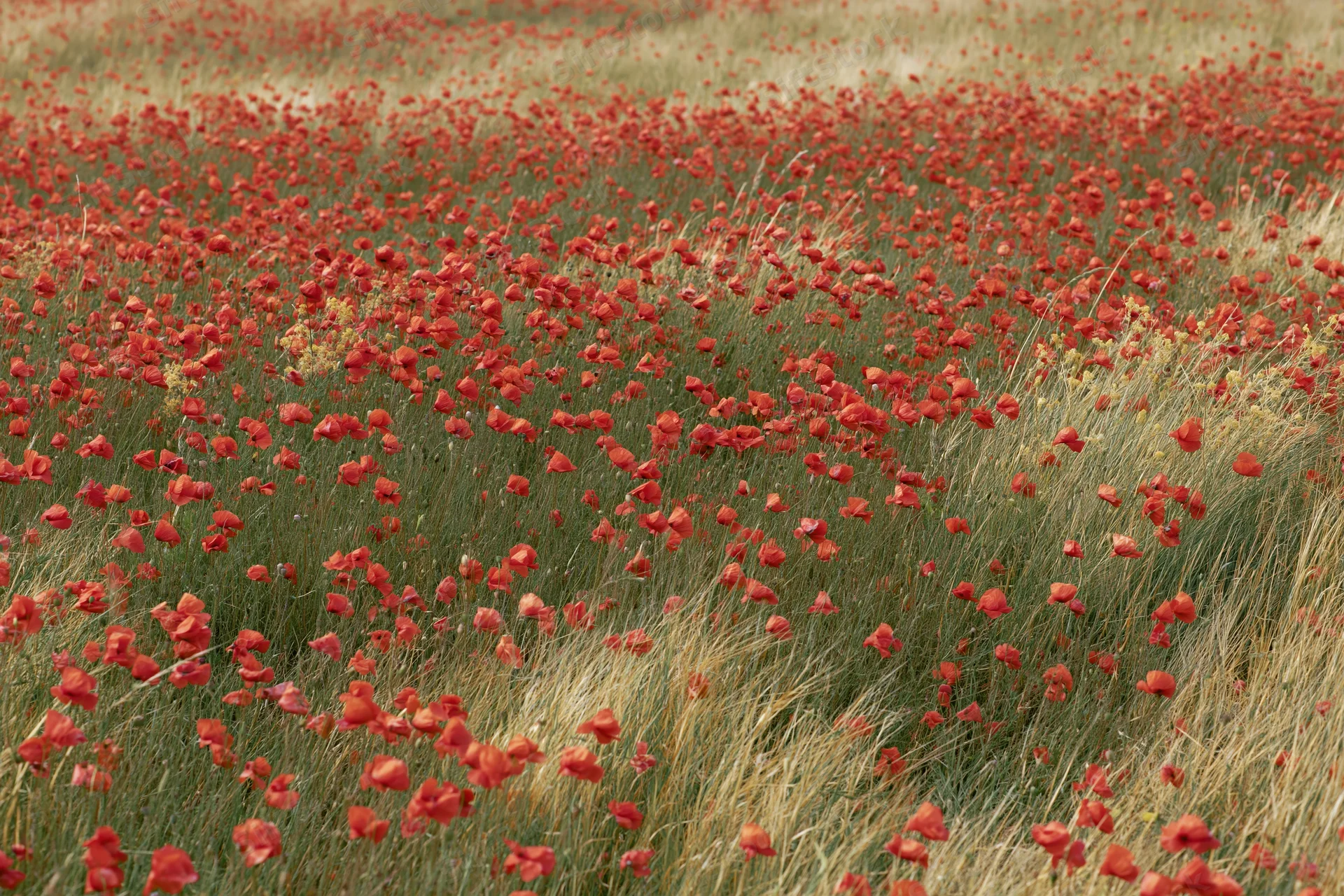 Red poppies blooming densely across a grassy field in spring