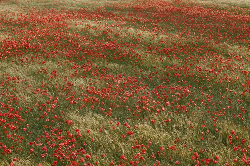 Red poppies blooming densely across a golden wheat field in the countryside