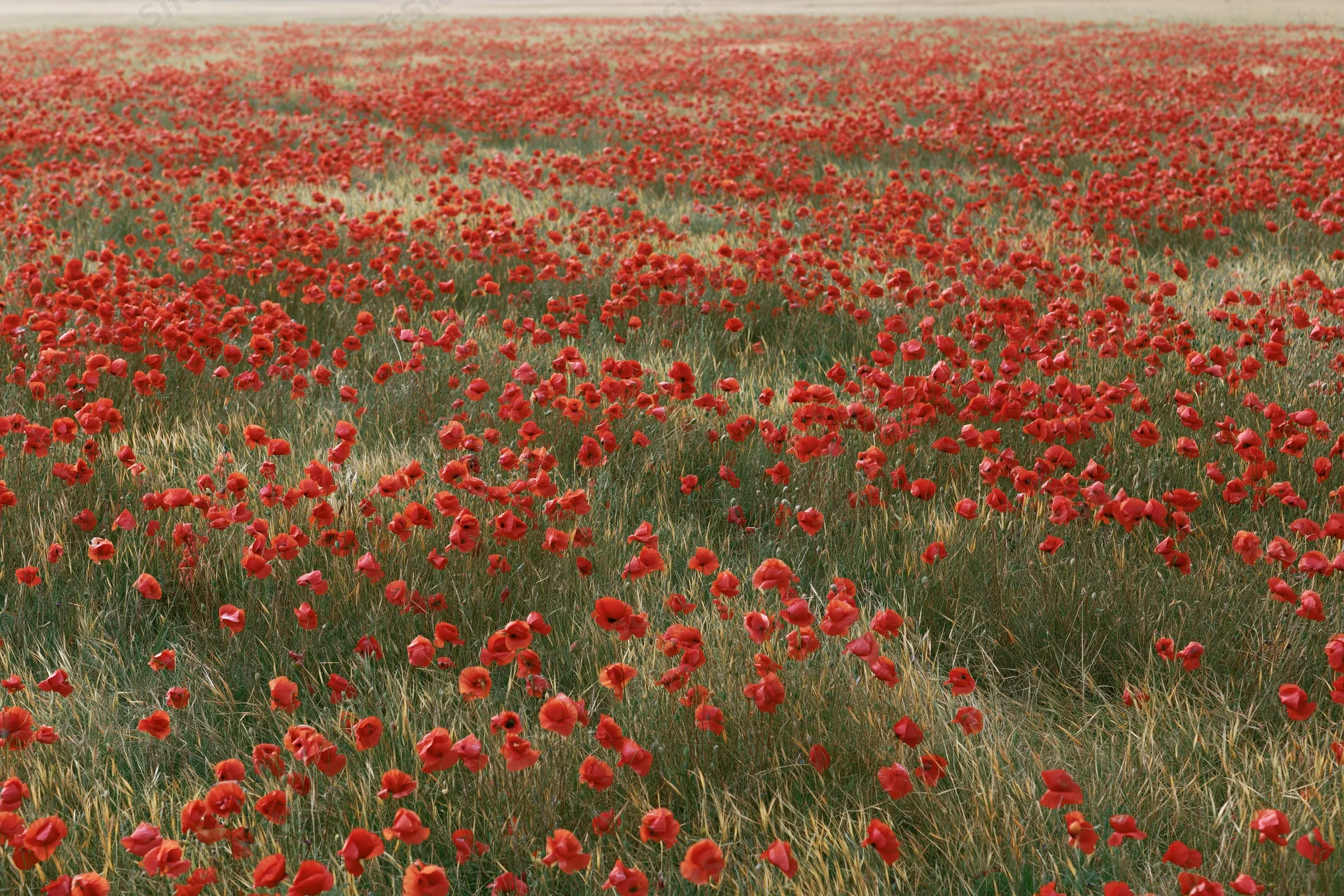 Dense field of red wild poppies blooming across a vast rural meadow under an open sky