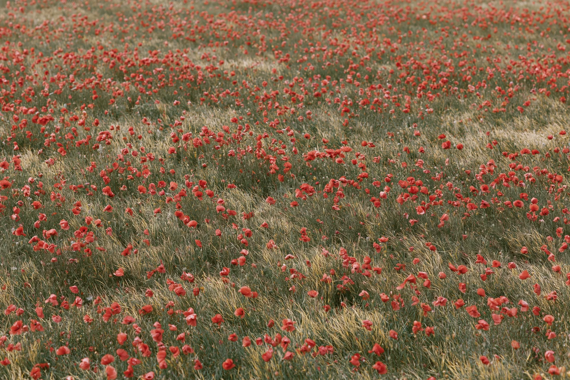 Red poppies blooming densely across a vast green field in spring