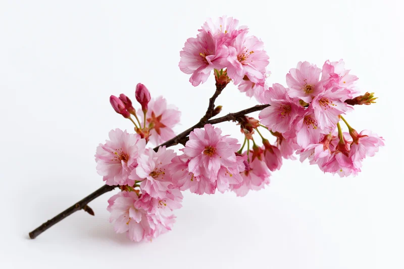 Cherry blossom branch with clusters of open pink flowers and buds on white background