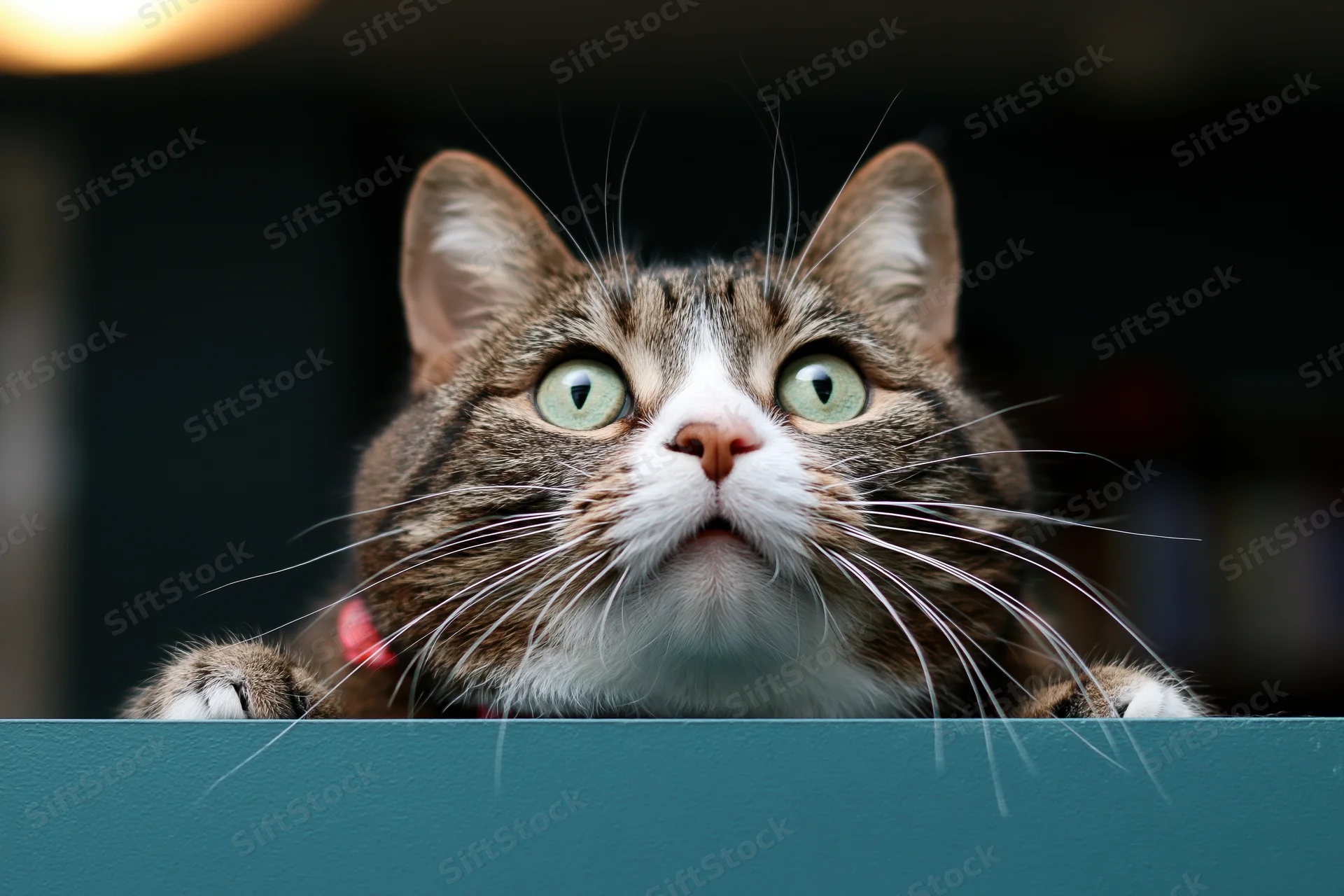 Tabby cat peeking over teal surface with wide green eyes looking up