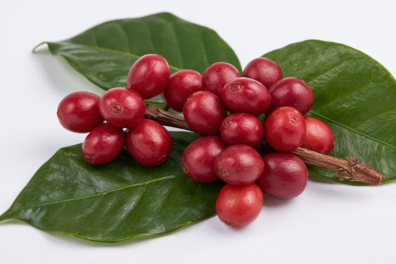 Ripe red coffee cherries clustered on a branch with green leaves on white background