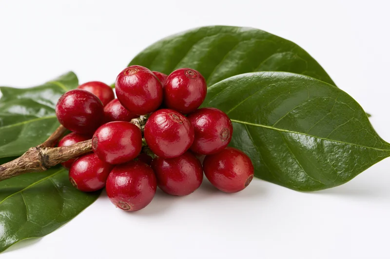Ripe red coffee cherries clustered on a branch with green leaves against white background