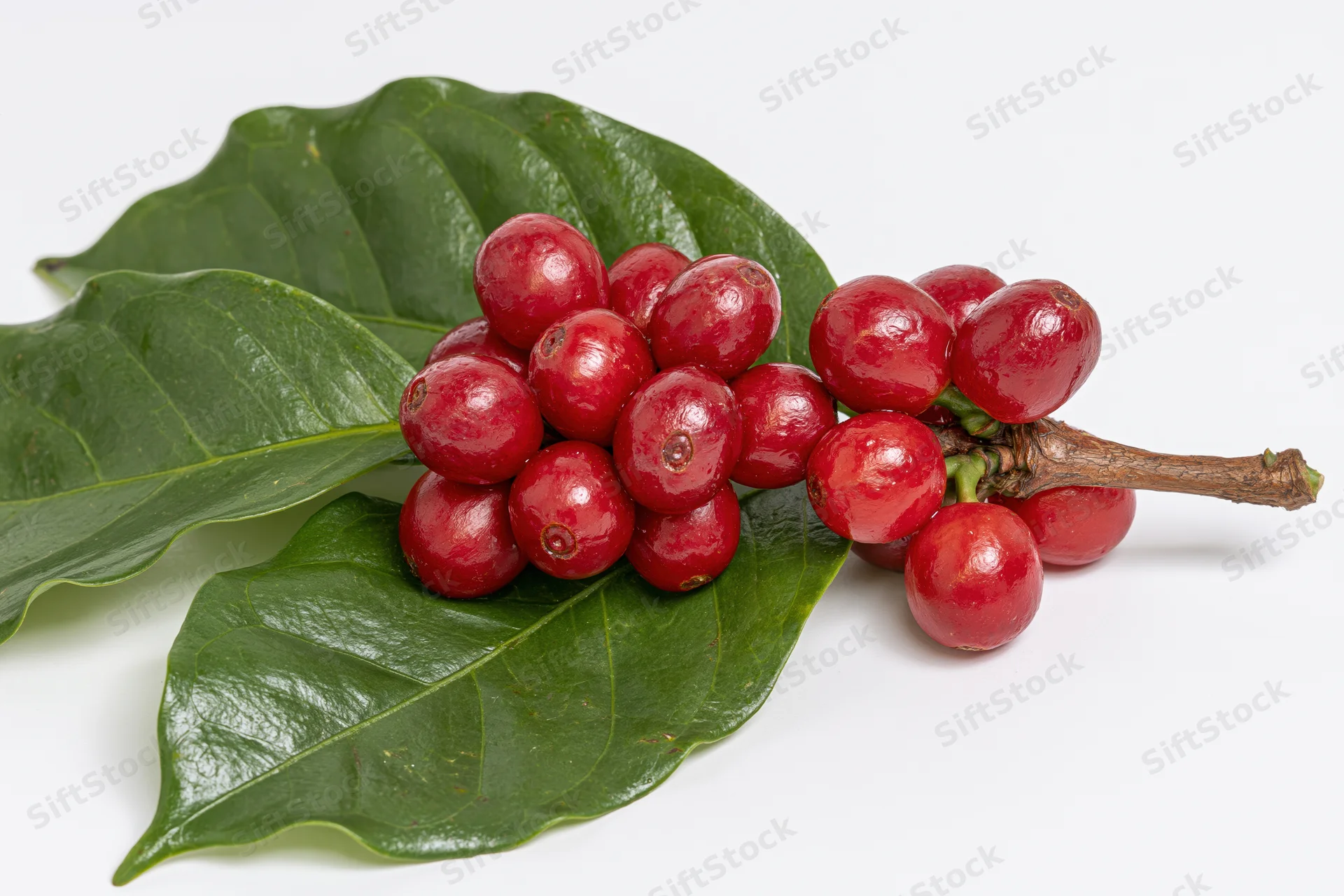 Ripe red coffee cherries on a branch with green leaves against white background