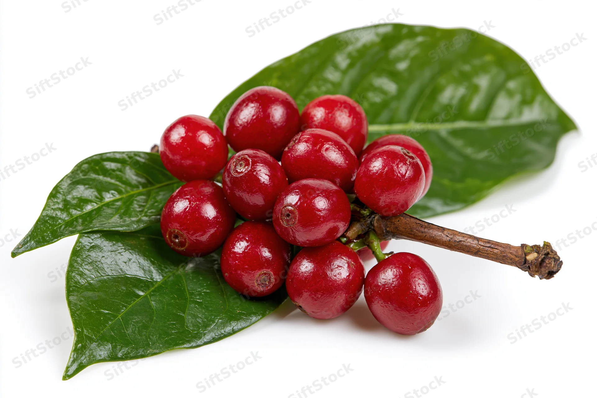 Ripe red coffee cherries clustered on a branch with green leaves against white background