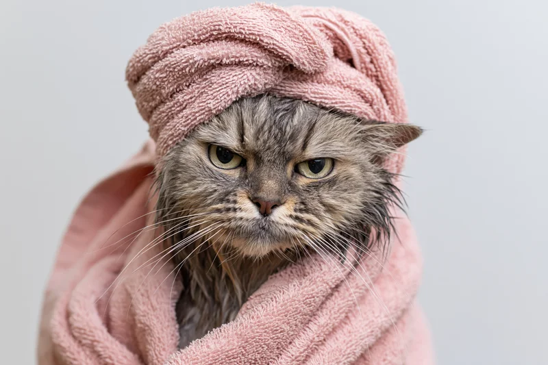 Damp grey tabby cat wrapped in pink towel against white background