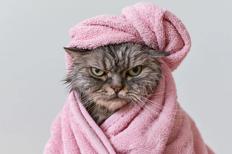 Damp grey tabby cat wrapped in pink towel with grumpy expression, studio portrait