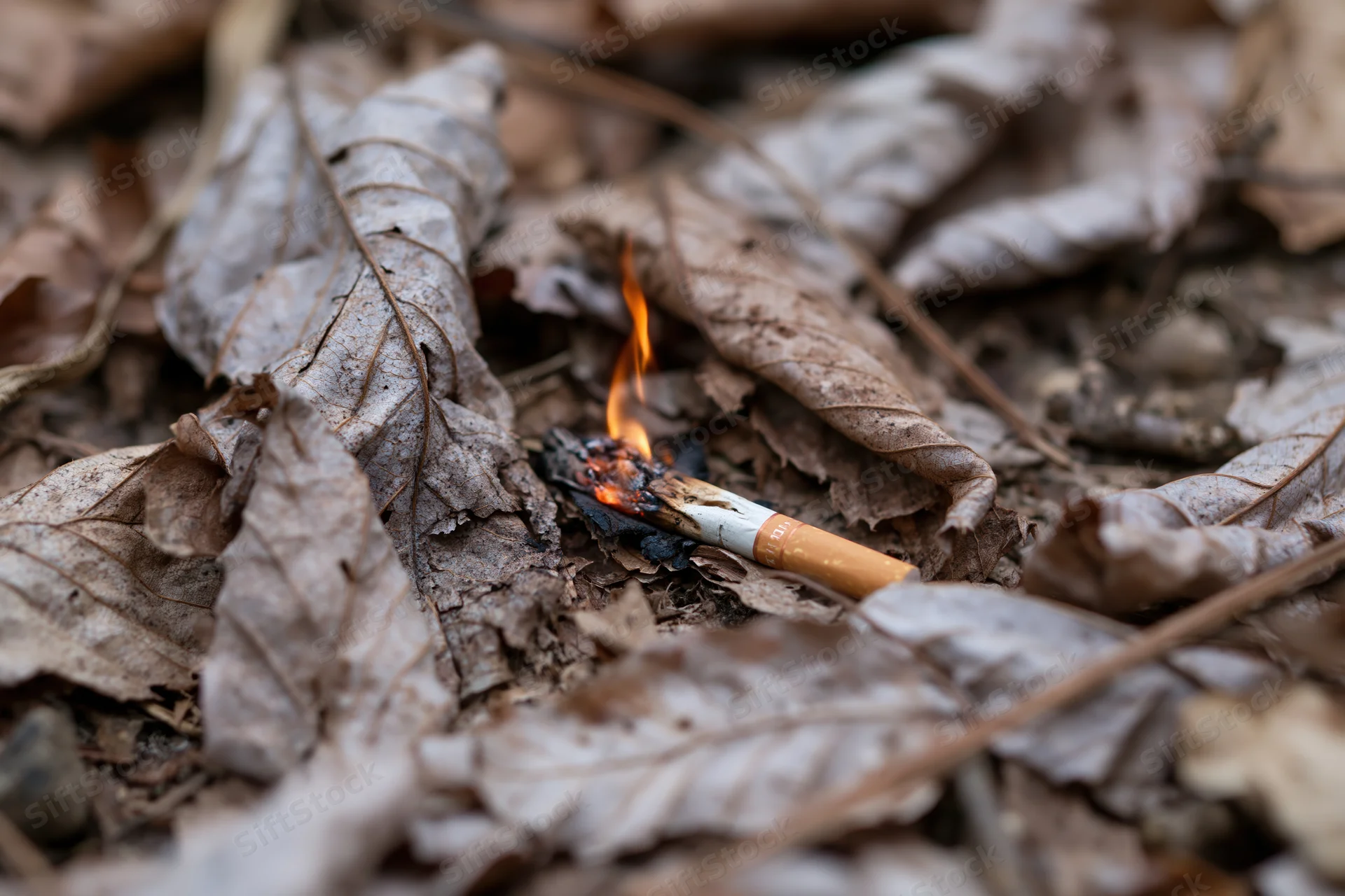 Burning cigarette butt among dry fallen leaves on forest ground