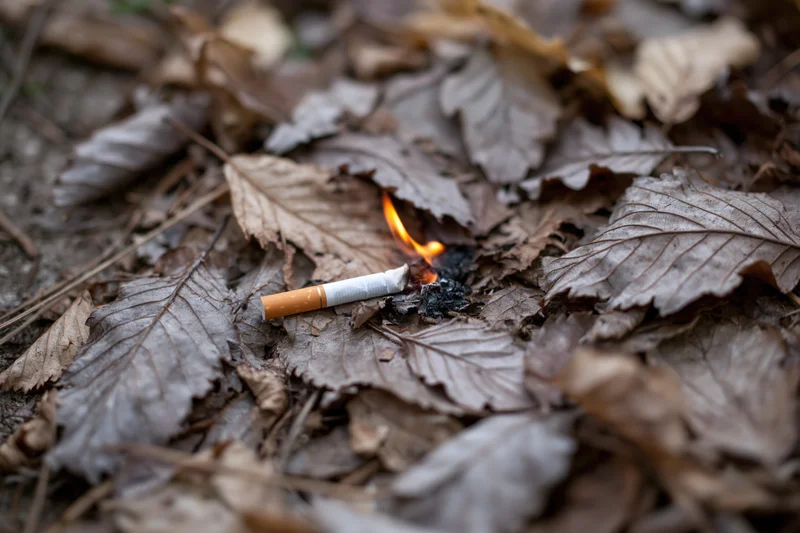 Discarded cigarette butt burning among dry fallen leaves on forest ground
