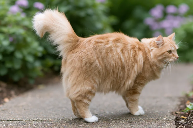 Ginger tabby cat walking alertly on a garden pathway with greenery and purple flowers in the background