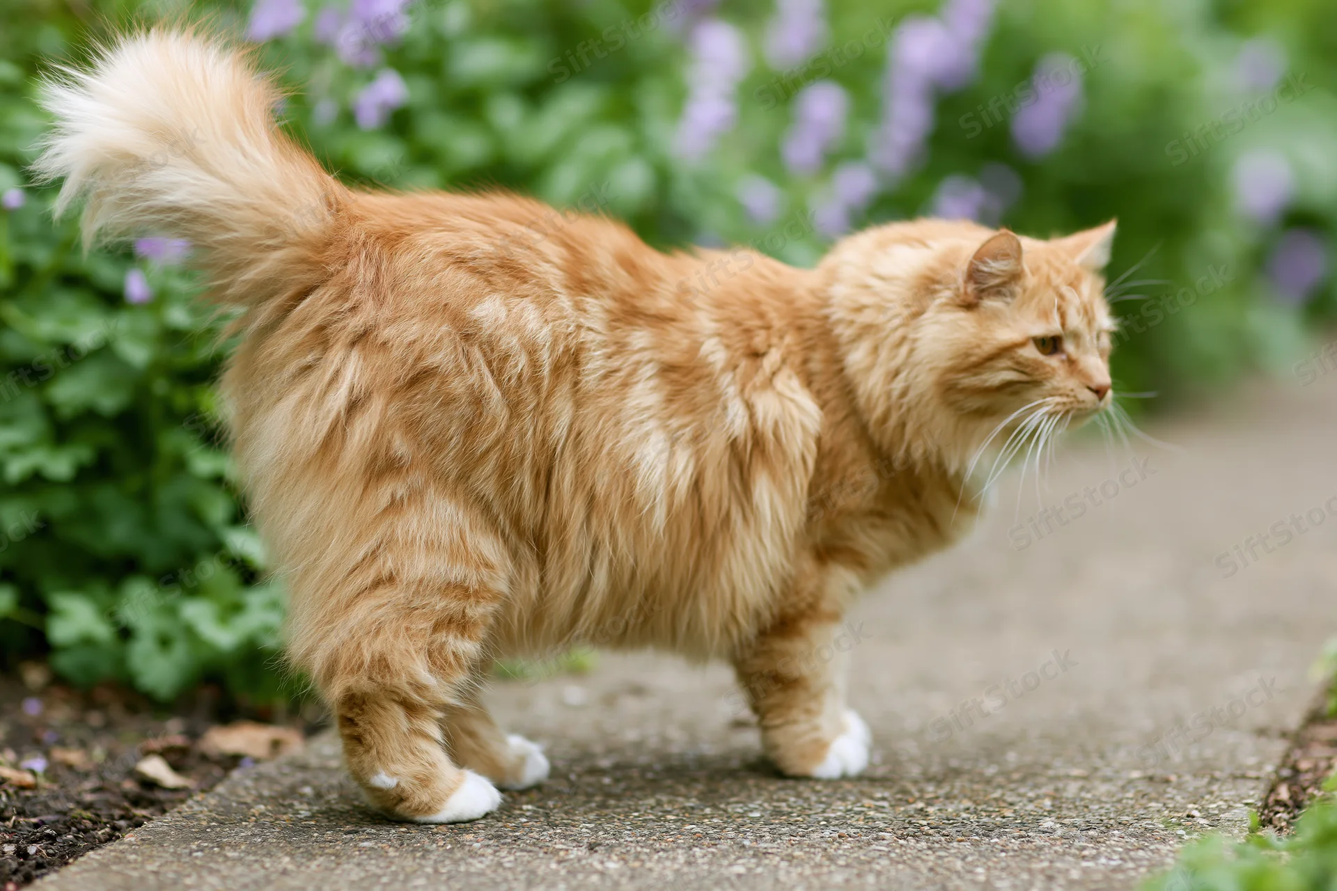 Ginger tabby cat walking along a garden pathway with green foliage and purple flowers in the background
