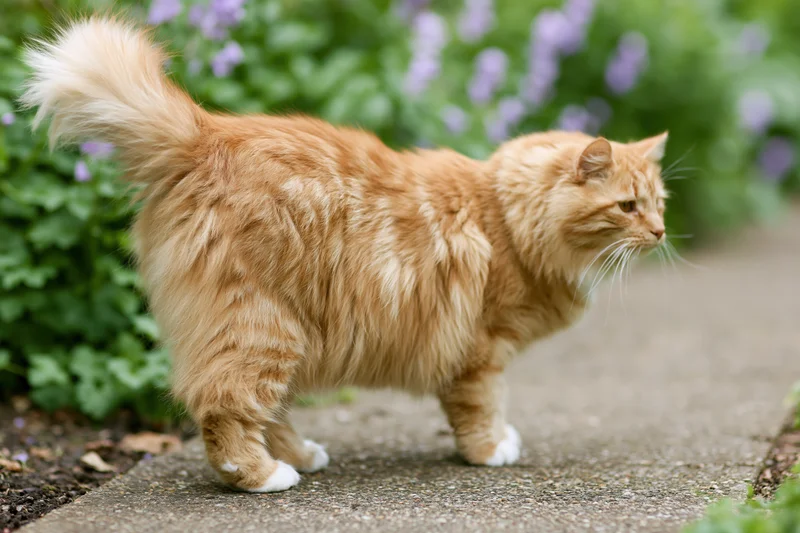 Ginger tabby cat walking along a garden pathway with green foliage and purple flowers in the background