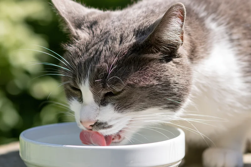 Grey and white domestic cat drinking from a white ceramic bowl outdoors