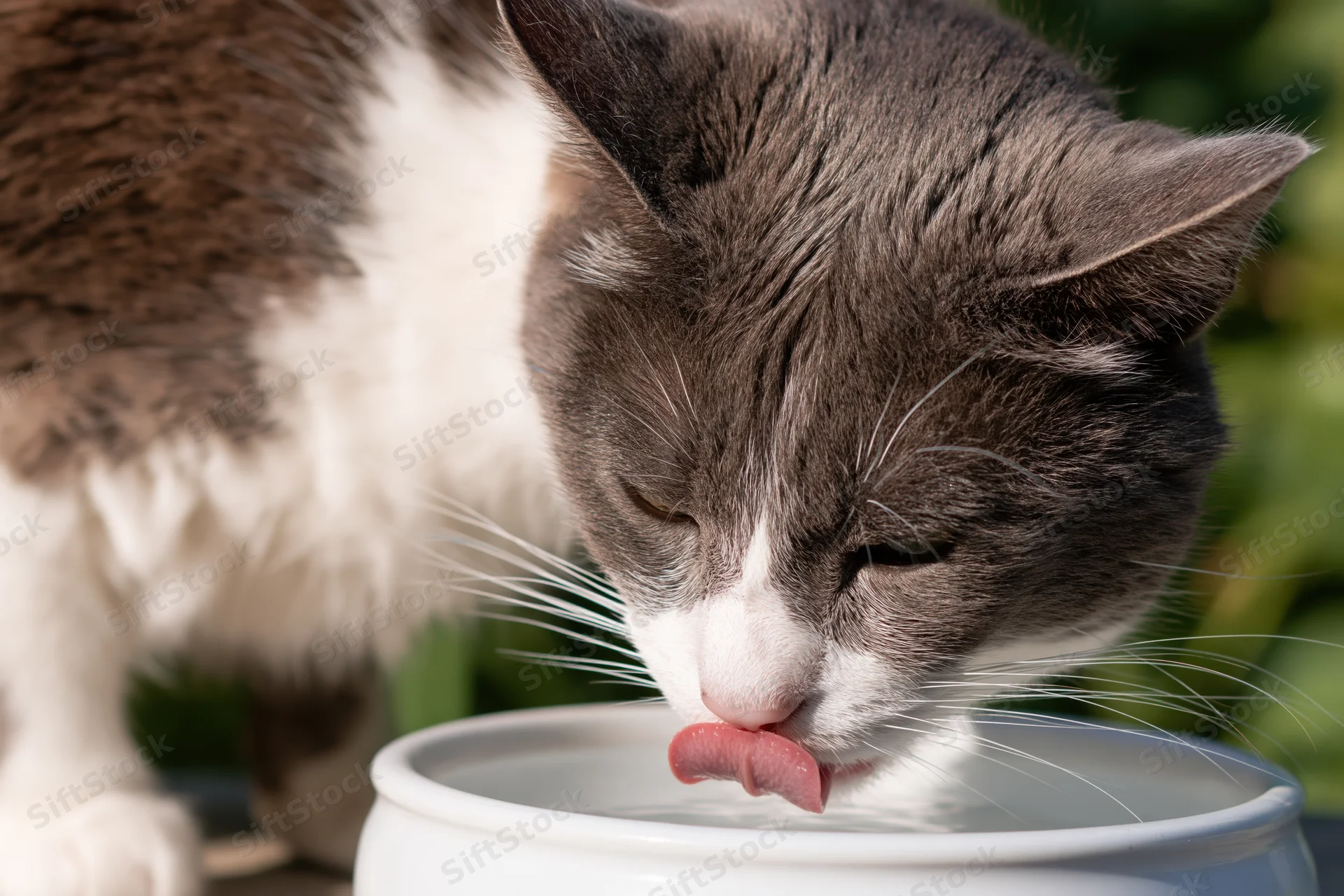 Gray and white domestic cat drinking water from a white ceramic bowl outdoors in a garden setting