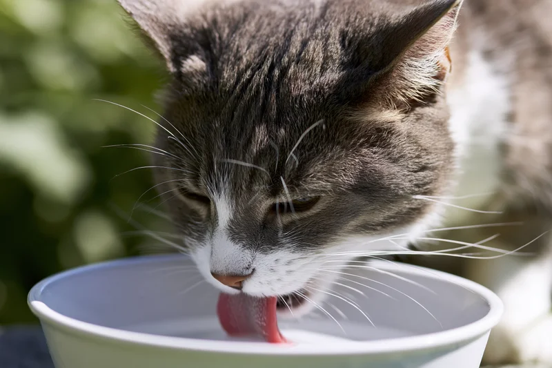 Gray and white domestic cat drinking water from a white ceramic bowl outdoors
