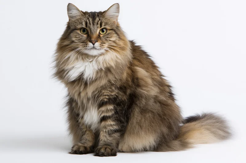 Long-haired tabby cat sitting upright facing camera in studio on white background