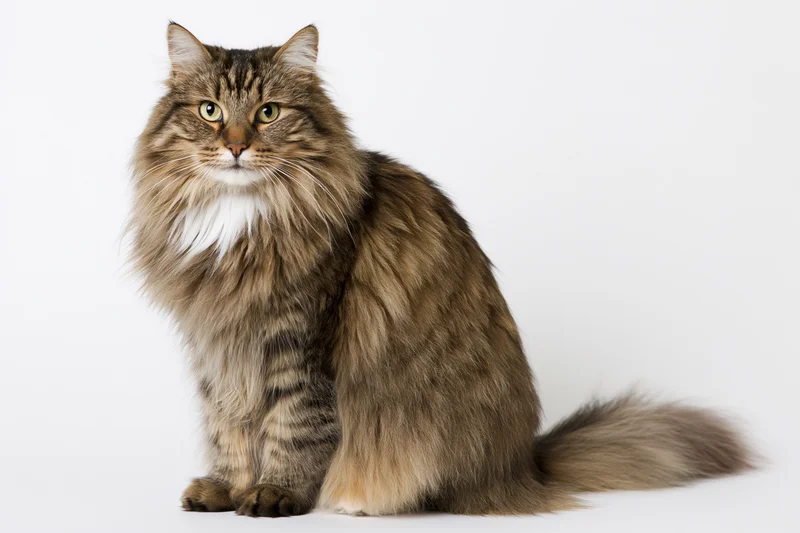 Long-haired tabby cat sitting upright facing the camera on white background