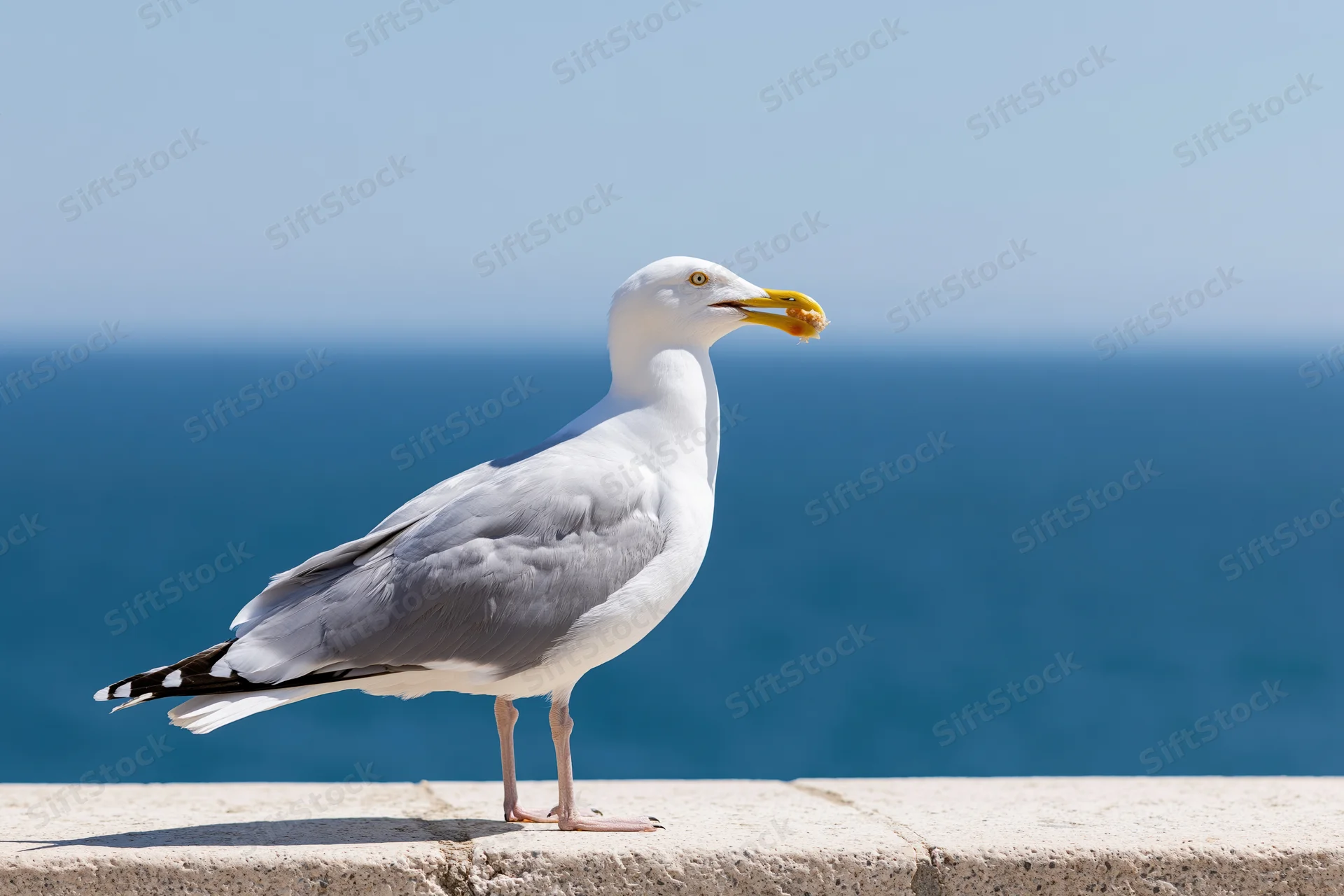 Seagull standing on stone ledge holding food scrap with ocean in background