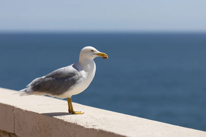 Seagull perched on stone ledge holding food scrap by ocean