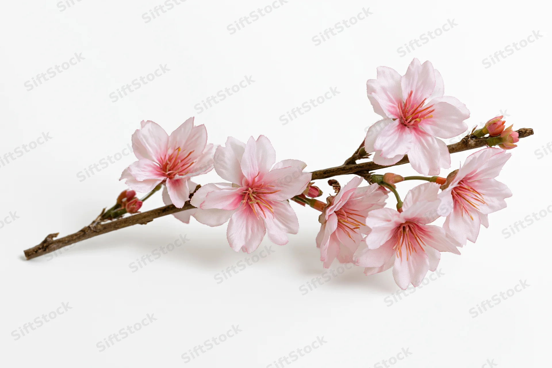 Cherry blossom branch with soft pink blooms lying on white surface