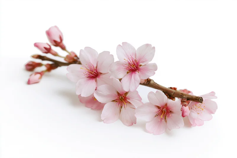 Cherry blossom branch with pink blooms and buds on white background