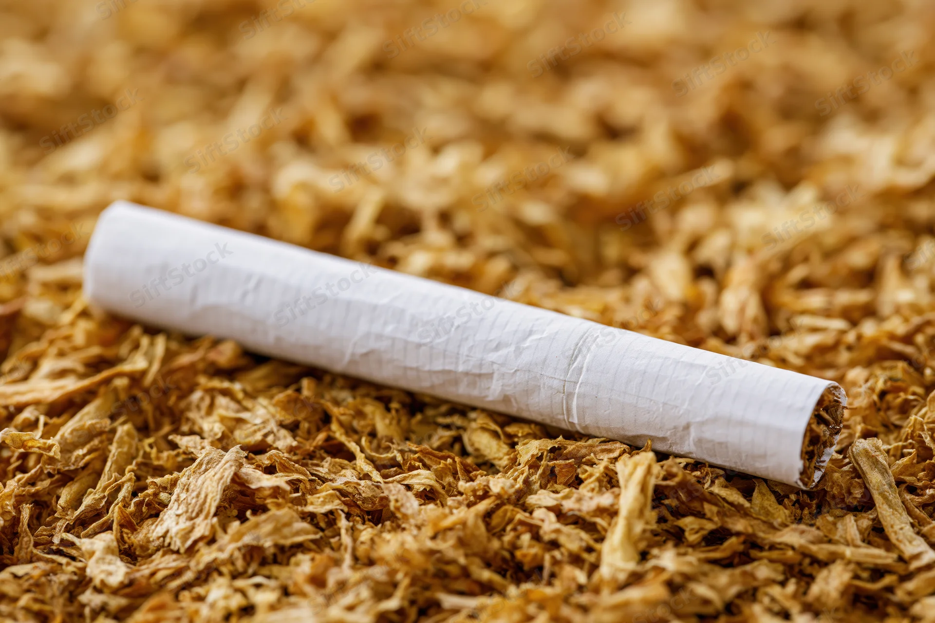 Unlit cigarette lying on a bed of loose shredded tobacco