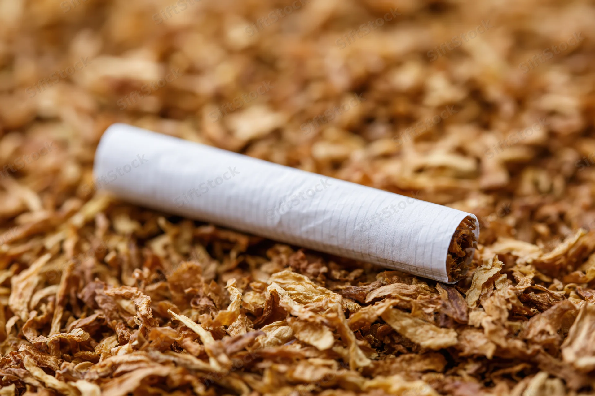 Unlit cigarette lying on a bed of shredded tobacco leaves