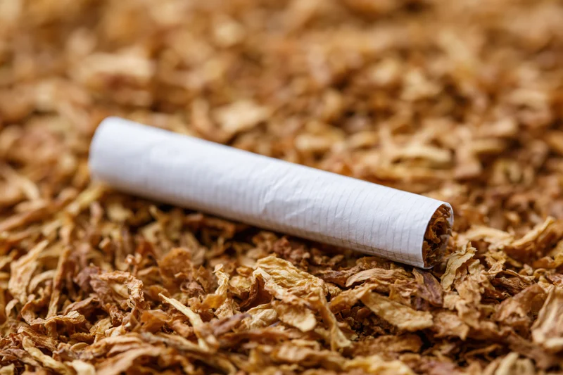 Unlit cigarette lying on a bed of shredded tobacco leaves