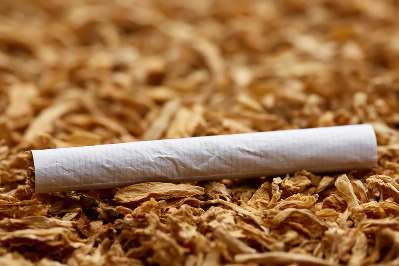 Unlit cigarette lying flat on a bed of loose shredded tobacco
