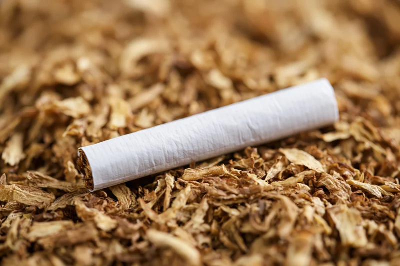 Unlit cigarette resting on a bed of loose shredded tobacco