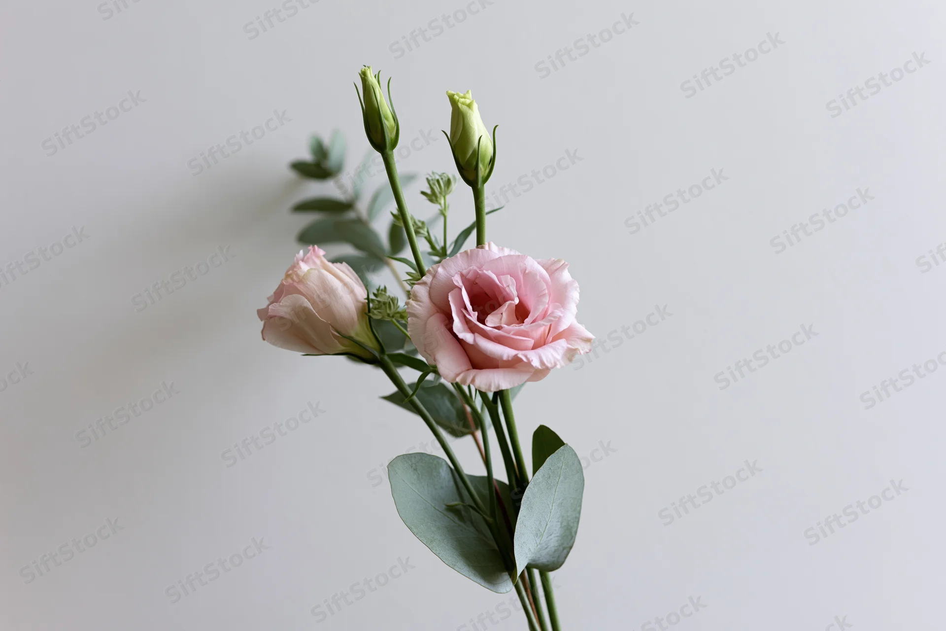 Pale pink lisianthus blooms and green eucalyptus leaves arranged in a minimalist floral composition against a light background