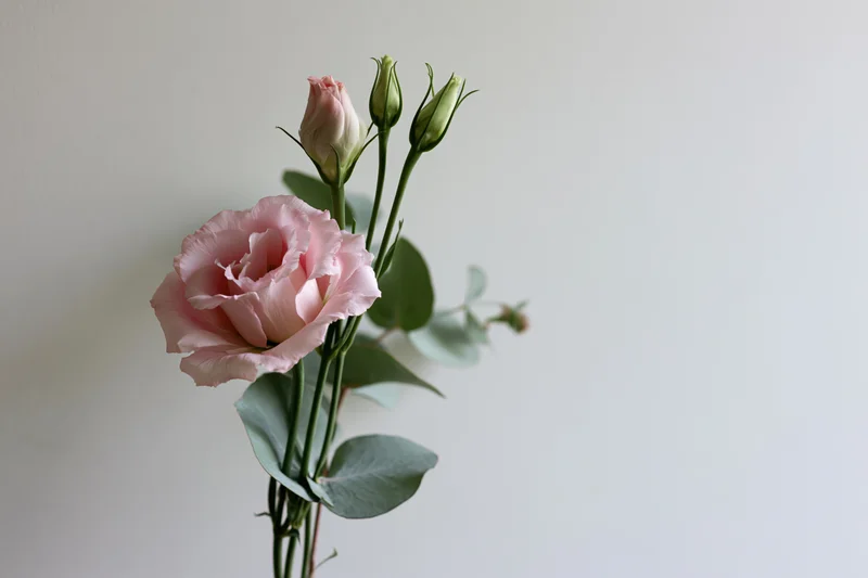Pale pink lisianthus blooms and green buds arranged with eucalyptus leaves against a white wall