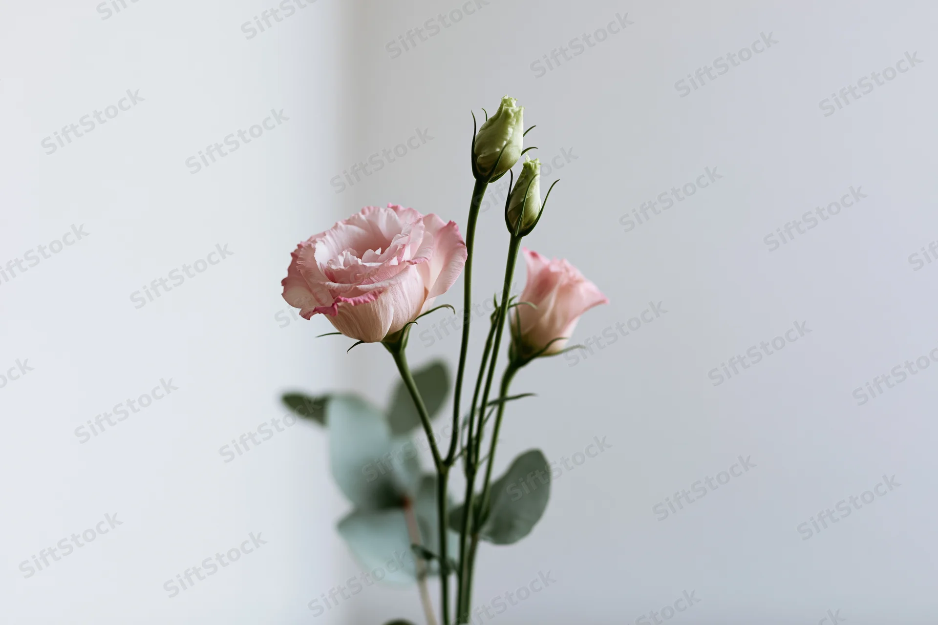 Pale pink lisianthus blooms and green buds in a small floral arrangement against a white background