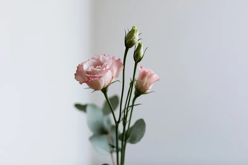 Pale pink lisianthus blooms and green buds in a small floral arrangement against a white background