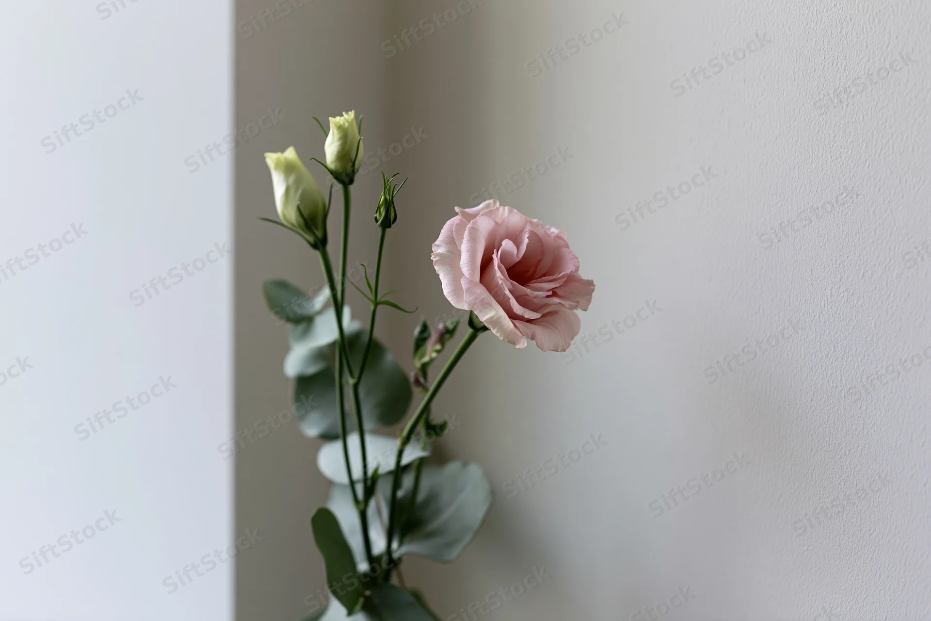 Pale pink lisianthus blooms with green stems and leaves arranged against a white wall