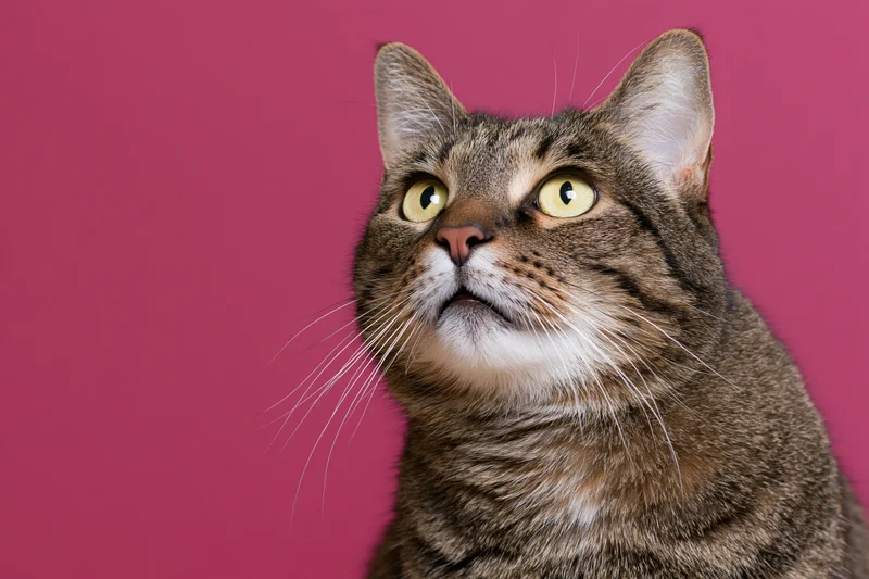 Tabby cat looking upward with wide alert eyes against pink background