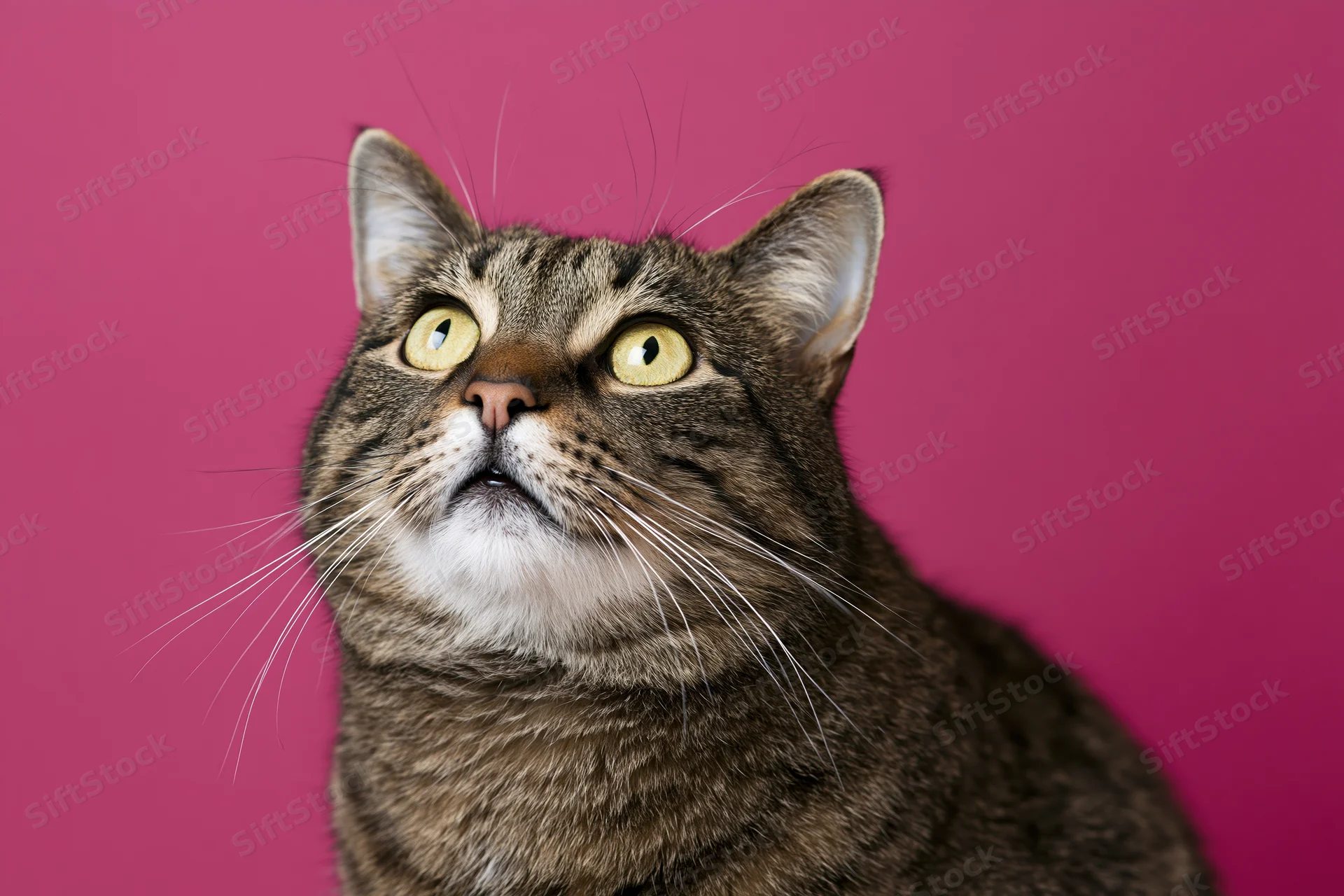 Tabby cat looking upward with wide alert yellow-green eyes against pink background