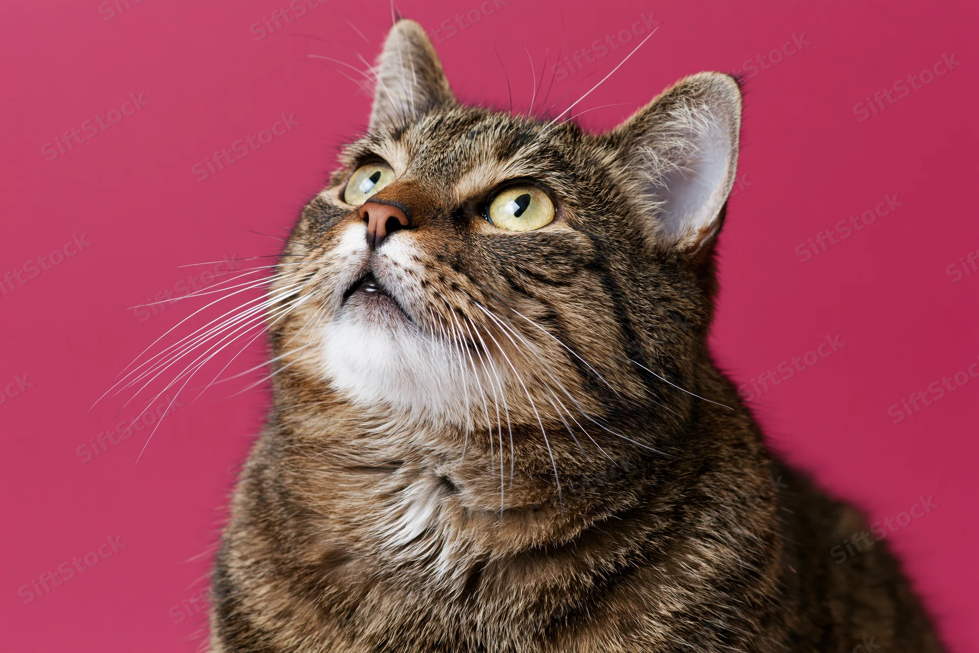 Tabby cat looking upward with wide alert yellow-green eyes against pink background
