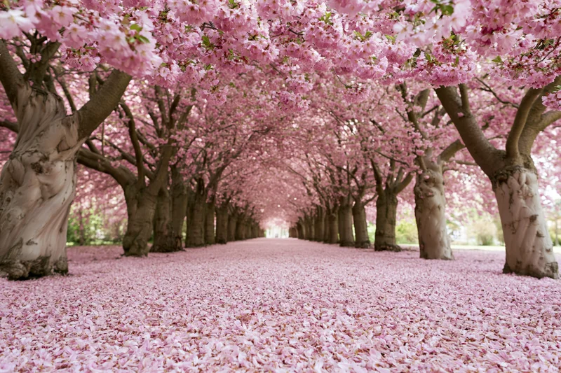 Cherry blossom trees forming a tunnel over a pathway covered in fallen petals in a park