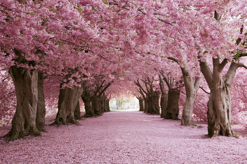 Cherry blossom trees in full bloom forming a tunnel over a pathway covered in fallen petals in a park during spring