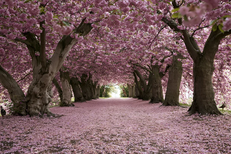Cherry blossom trees in full bloom forming a tunnel over a pathway covered in fallen petals