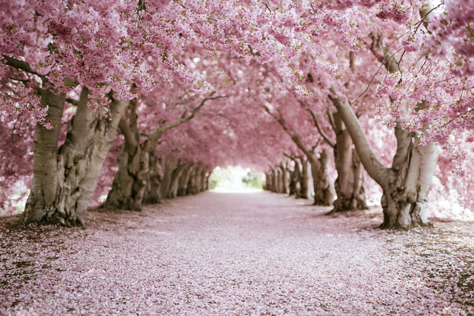 Cherry blossom trees forming a tunnel over a pathway covered in fallen petals in a park during spring