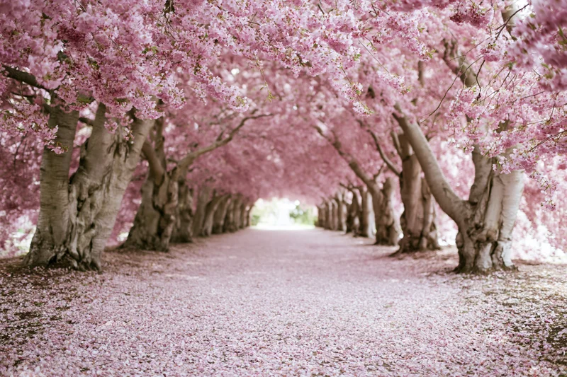 Cherry blossom trees forming a tunnel over a pathway covered in fallen petals in a park during spring