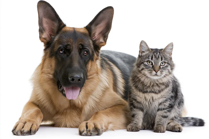 German shepherd dog lying beside a tabby cat on white background