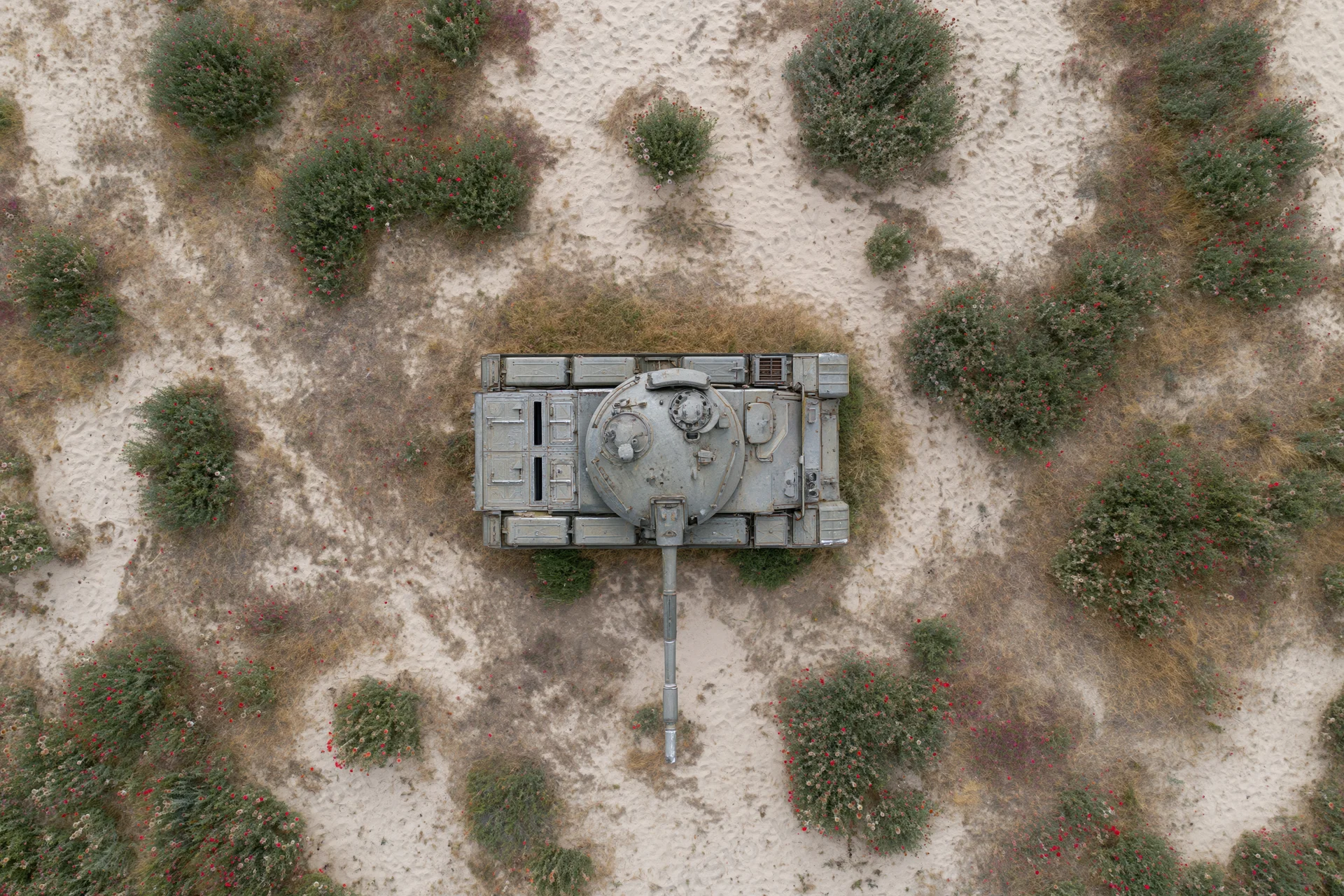 Aerial top-down view of a gray military tank on sandy desert terrain with scattered green shrubs and red flowers